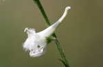 Carolina larkspur